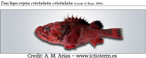 Trachyscorpia cristulata